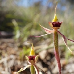 Caladenia actensis at suppressed - 27 Sep 2014