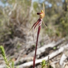 Caladenia actensis at suppressed - suppressed