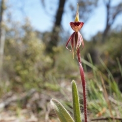 Caladenia actensis at suppressed - suppressed