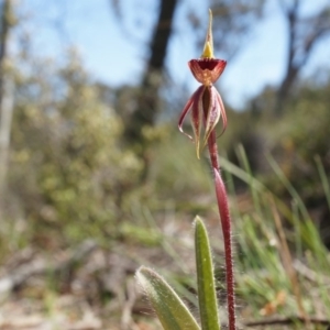 Caladenia actensis at suppressed - 27 Sep 2014