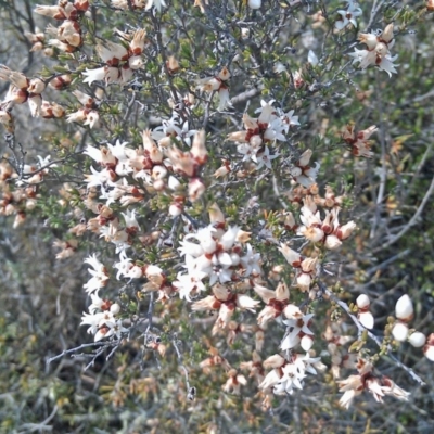 Cryptandra speciosa subsp. speciosa (Silky Cryptandra) at Bonython, ACT - 26 Sep 2014 by galah681