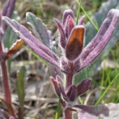 Ajuga australis (Austral Bugle) at Mount Majura - 27 Sep 2014 by AaronClausen