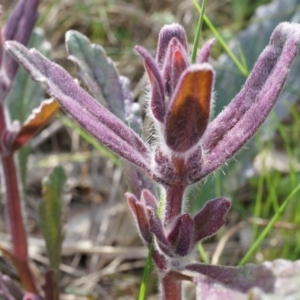 Ajuga australis at Hackett, ACT - 27 Sep 2014 11:16 AM