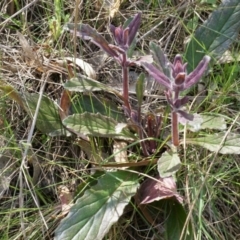 Ajuga australis at Hackett, ACT - 27 Sep 2014