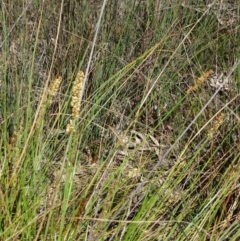 Carex appressa (Tall Sedge) at Black Mountain - 27 Sep 2014 by galah681