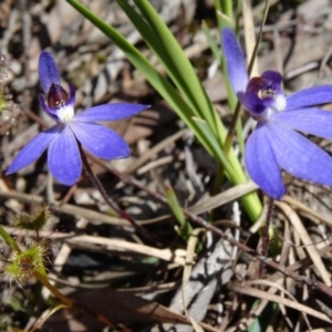 Cyanicula caerulea at Bruce, ACT - 27 Sep 2014