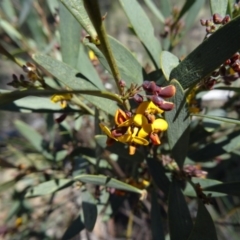 Daviesia mimosoides (Bitter Pea) at Black Mountain - 27 Sep 2014 by galah681