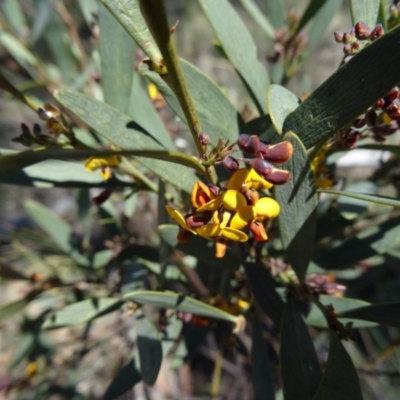 Daviesia mimosoides (Bitter Pea) at Point 38 - 27 Sep 2014 by galah681