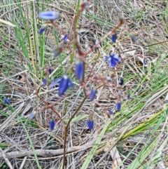 Dianella revoluta var. revoluta (Black-Anther Flax Lily) at Canberra Central, ACT - 27 Sep 2014 by galah681