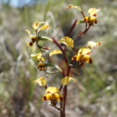 Diuris pardina (Leopard Doubletail) at Mount Majura - 27 Sep 2014 by AaronClausen