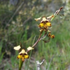 Diuris pardina (Leopard Doubletail) at Mount Majura - 27 Sep 2014 by AaronClausen