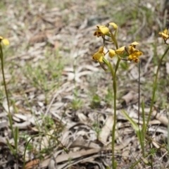 Diuris pardina (Leopard Doubletail) at Mount Majura - 27 Sep 2014 by AaronClausen