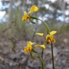 Diuris nigromontana (Black Mountain Leopard Orchid) at Black Mountain - 27 Sep 2014 by AaronClausen