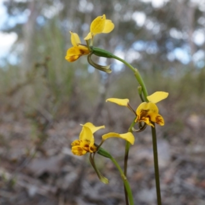 Diuris nigromontana (Black Mountain Leopard Orchid) at Canberra Central, ACT - 27 Sep 2014 by AaronClausen