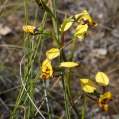 Diuris nigromontana (Black Mountain Leopard Orchid) at Black Mountain - 27 Sep 2014 by AaronClausen
