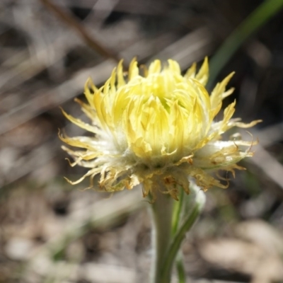 Coronidium scorpioides (Button Everlasting) at Black Mountain - 27 Sep 2014 by AaronClausen