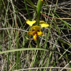 Diuris nigromontana (Black Mountain Leopard Orchid) at Acton, ACT - 27 Sep 2014 by galah681