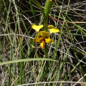 Diuris nigromontana at Acton, ACT - 27 Sep 2014