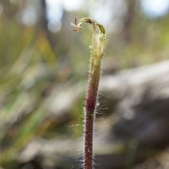 Caladenia atrovespa (Green-comb Spider Orchid) at Black Mountain - 27 Sep 2014 by AaronClausen