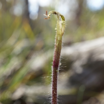 Caladenia atrovespa (Green-comb Spider Orchid) at Canberra Central, ACT - 27 Sep 2014 by AaronClausen