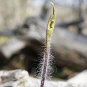 Caladenia atrovespa at Canberra Central, ACT - 27 Sep 2014