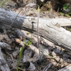 Caladenia atrovespa at Canberra Central, ACT - 27 Sep 2014