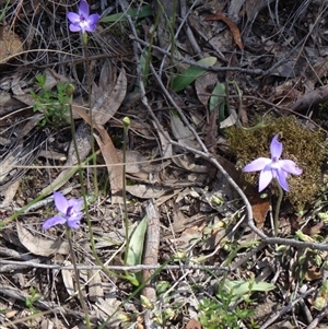 Glossodia major at Point 38 - 27 Sep 2014