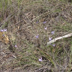 Glossodia major at Point 38 - 27 Sep 2014