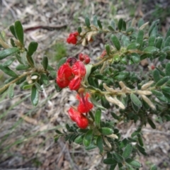 Grevillea alpina (Mountain Grevillea / Cat's Claws Grevillea) at Black Mountain - 27 Sep 2014 by galah681