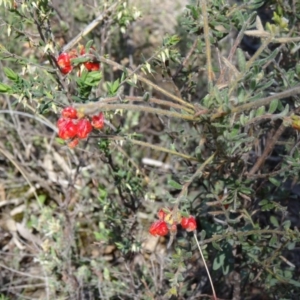 Grevillea alpina at Canberra Central, ACT - 27 Sep 2014