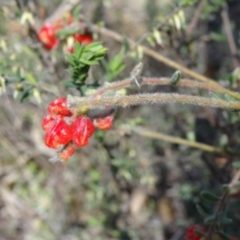 Grevillea alpina at Canberra Central, ACT - 27 Sep 2014