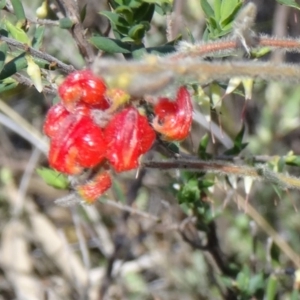 Grevillea alpina at Canberra Central, ACT - 27 Sep 2014