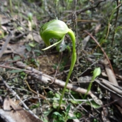 Pterostylis nutans (Nodding Greenhood) at Canberra Central, ACT - 27 Sep 2014 by galah681