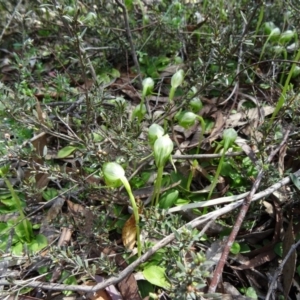 Pterostylis nutans at Point 5204 - 27 Sep 2014