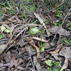 Pterostylis nutans at Point 5204 - suppressed