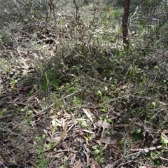 Pterostylis nutans at Point 5204 - 27 Sep 2014