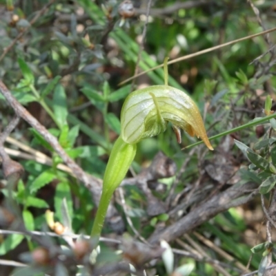 Pterostylis pedunculata (Maroonhood) at Black Mountain - 27 Sep 2014 by galah681