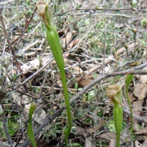 Pterostylis pedunculata at Canberra Central, ACT - 27 Sep 2014
