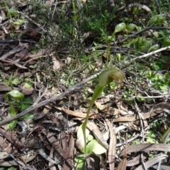 Pterostylis pedunculata at Canberra Central, ACT - 27 Sep 2014