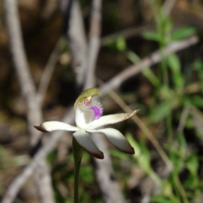 Caladenia ustulata (Brown Caps) at Canberra Central, ACT - 27 Sep 2014 by galah681