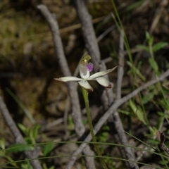 Caladenia ustulata at Point 38 - suppressed