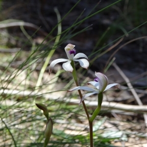 Caladenia ustulata at Point 38 - suppressed