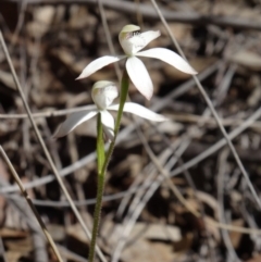 Caladenia ustulata (Brown Caps) at Canberra Central, ACT - 27 Sep 2014 by galah681