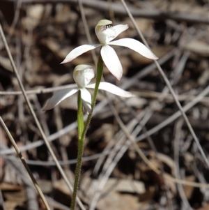 Caladenia ustulata at Point 38 - 27 Sep 2014