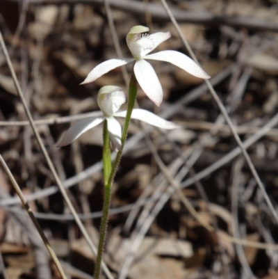 Caladenia ustulata (Brown Caps) at Canberra Central, ACT - 27 Sep 2014 by galah681