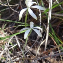 Caladenia ustulata at Point 38 - 27 Sep 2014