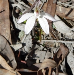 Caladenia ustulata at Point 38 - 27 Sep 2014