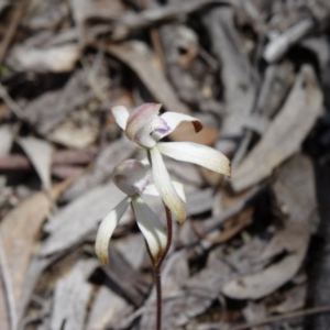 Caladenia ustulata at Bruce, ACT - 27 Sep 2014