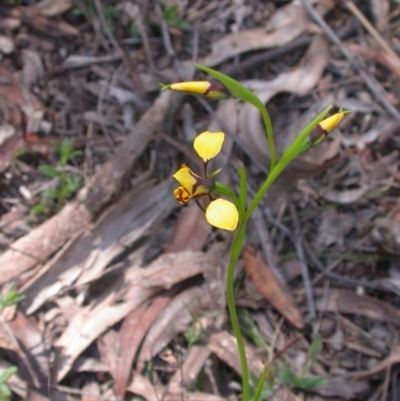 Diuris pardina (Leopard Doubletail) at Mount Majura - 26 Sep 2014 by waltraud