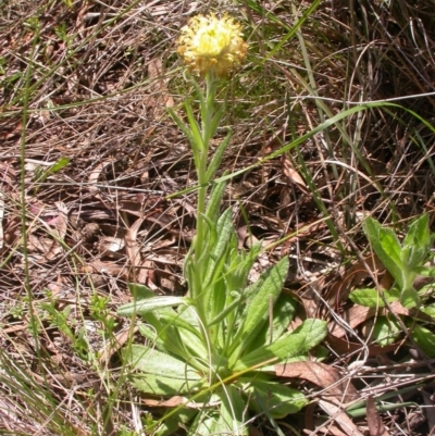 Coronidium scorpioides (Button Everlasting) at Canberra Central, ACT - 27 Sep 2014 by waltraud